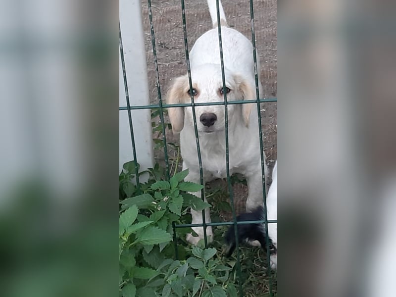 Sirius, lieber verspielte Hundejunge sucht seine Menschen