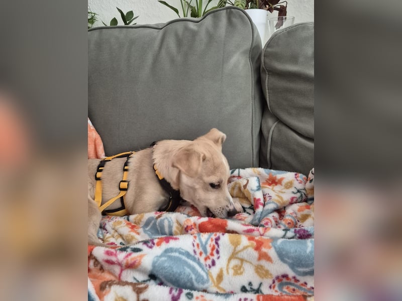 Gigino: kleiner Fratz sucht Kuschelplatz