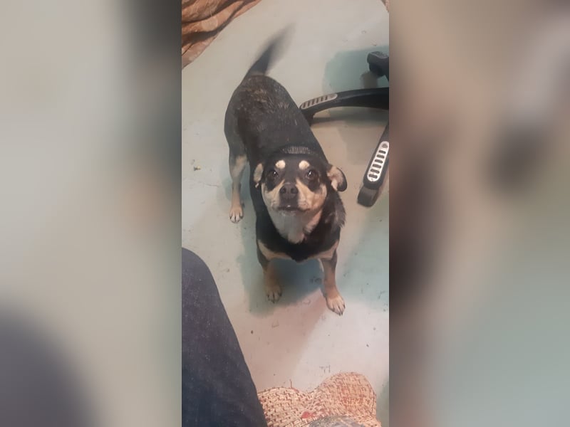 Mia  - Herzenshund sucht ihre Menschen!
