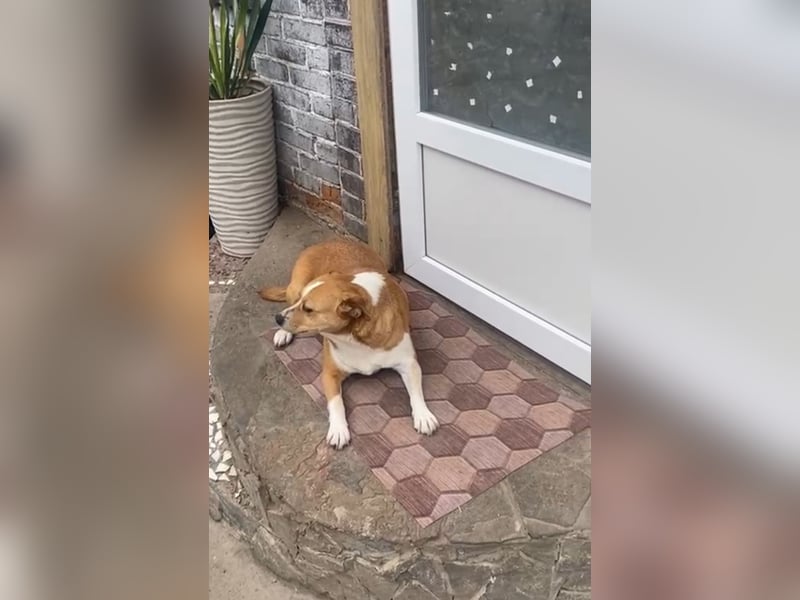Nika -ruhige und verschmuste Hündin sucht ihr eigenes Zuhause