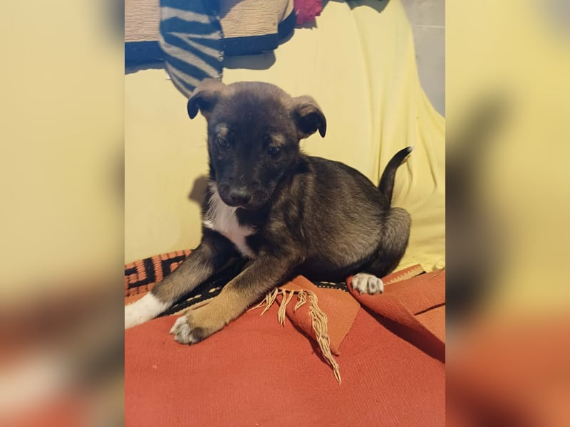 Journey - kleines Hundekind