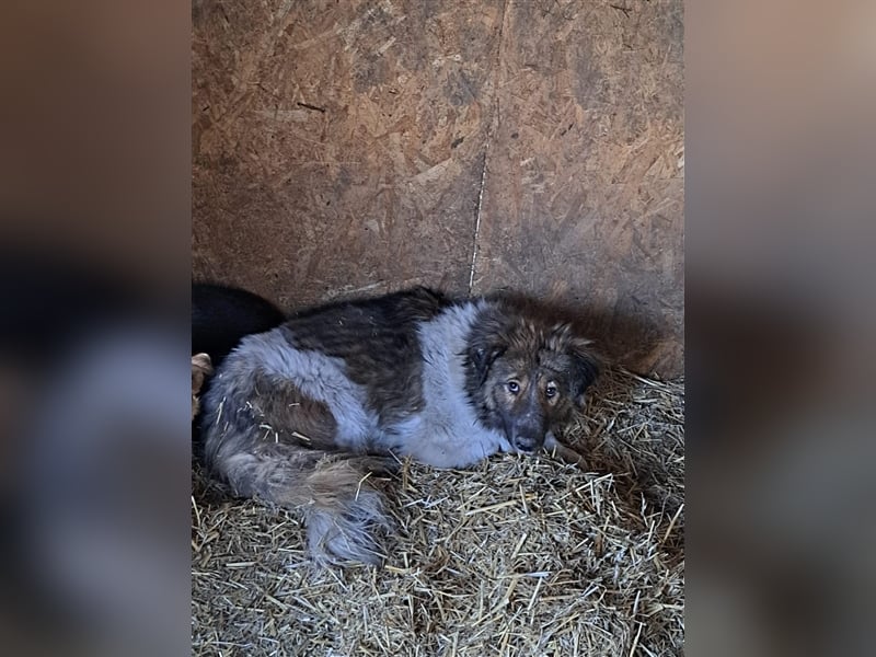 Romy - Hundeflüsterer gesucht