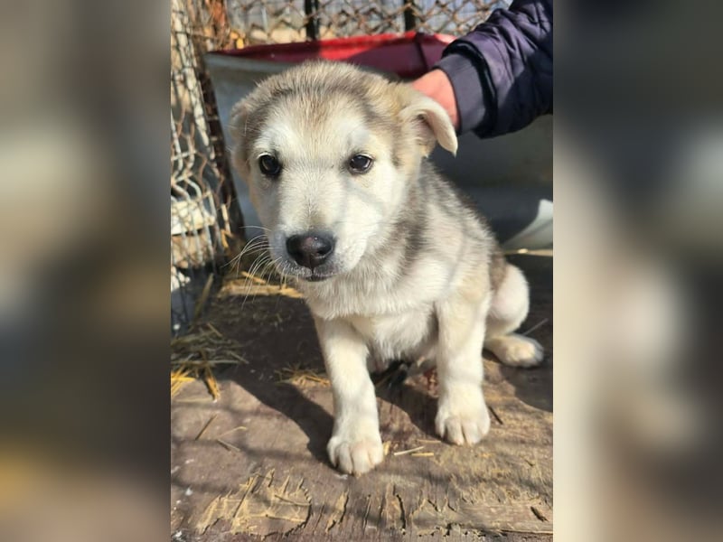 Chance - sooo niedlich ❤️