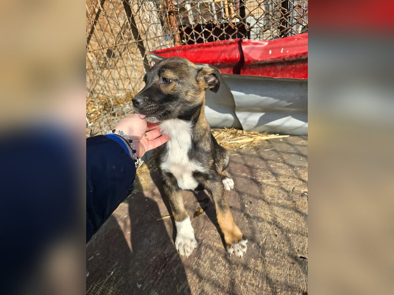 Journey - kleines Hundekind