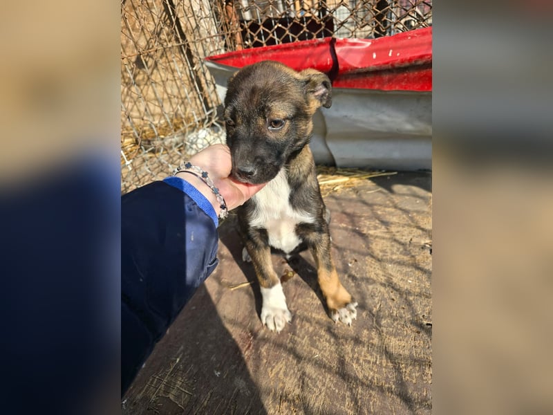 Journey - kleines Hundekind