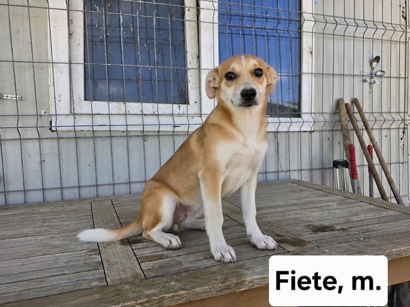 Fiete -