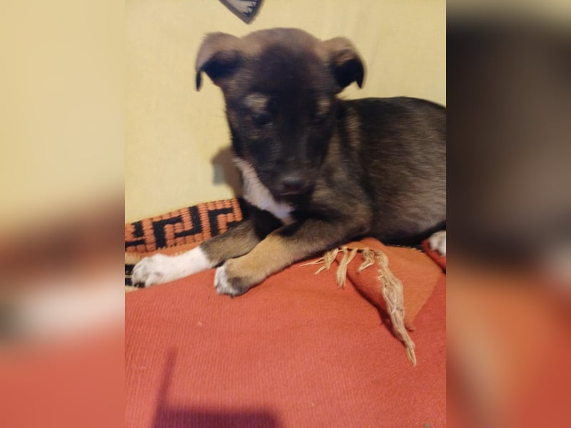 Journey - kleines Hundekind