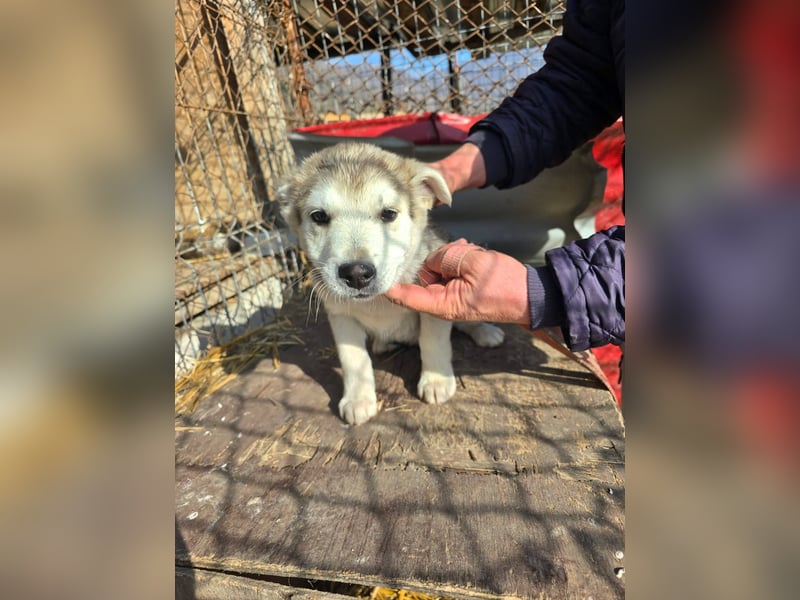 Chance - sooo niedlich ❤️