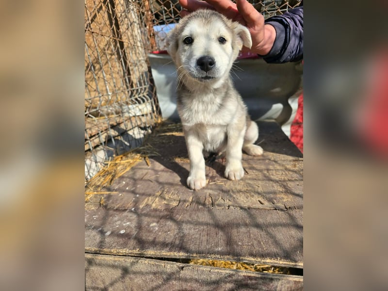 Chance - sooo niedlich ❤️