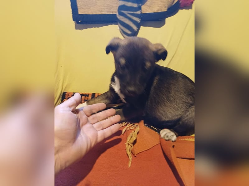 Journey - kleines Hundekind