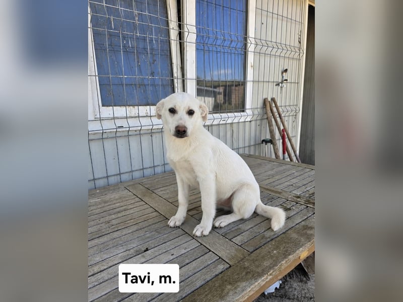 Tavi - wo sind seine Menschen?