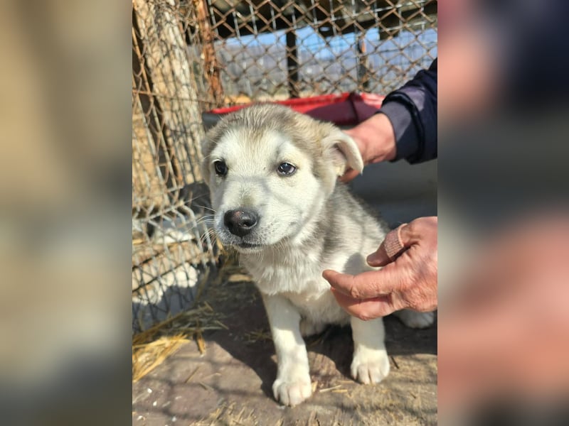 Chance - sooo niedlich ❤️