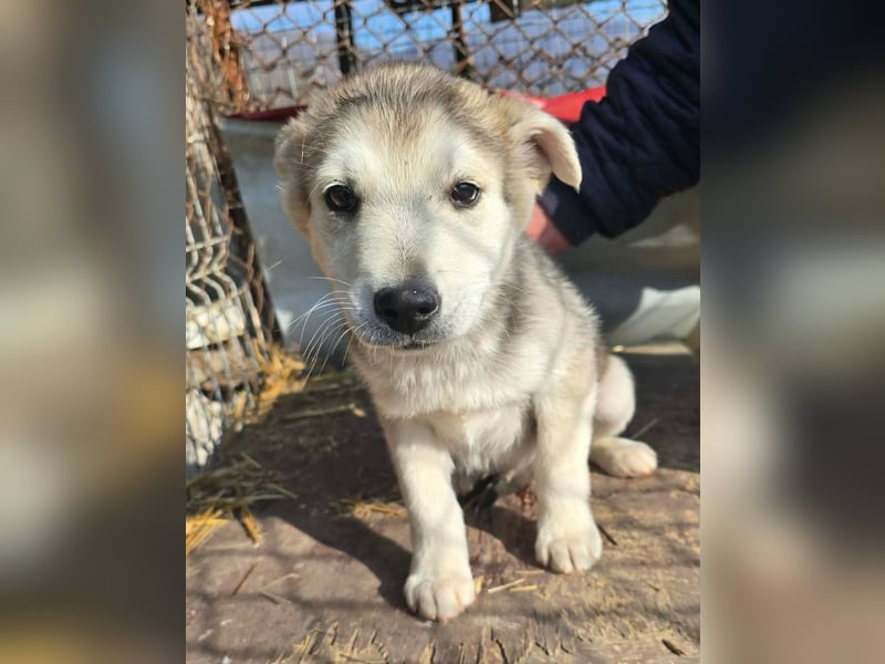 Chance - sooo niedlich ❤️