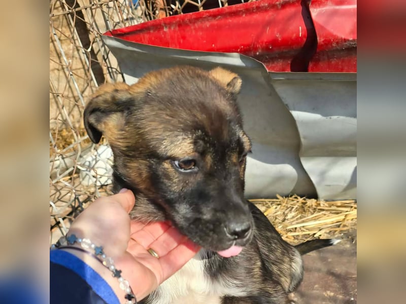 Journey - kleines Hundekind