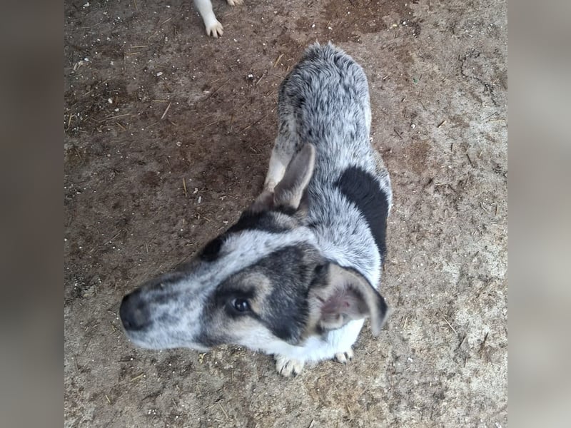 Selma möchte die Welt entdecken