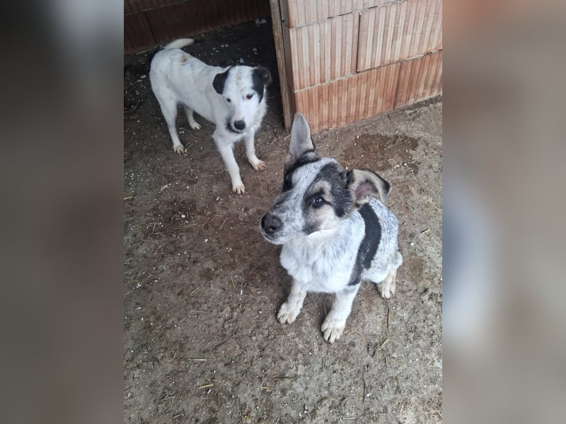 Selma möchte die Welt entdecken