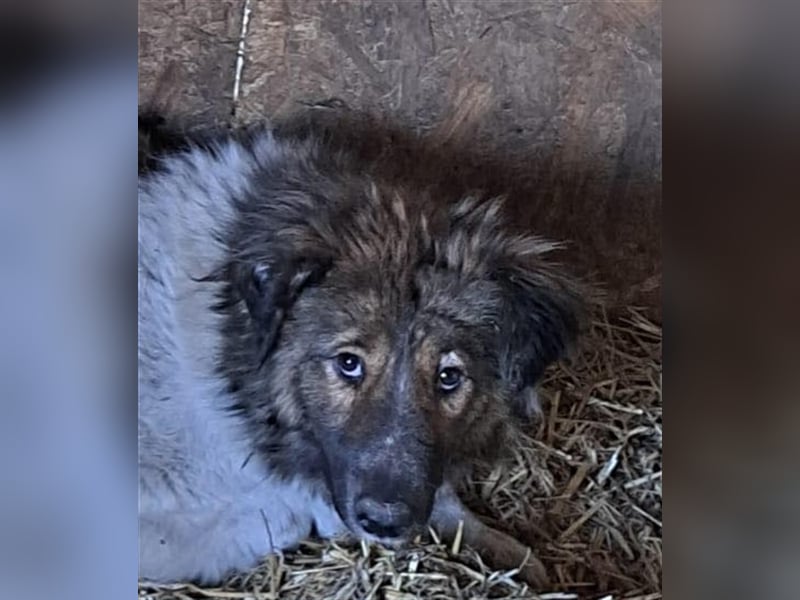 Romy - Hundeflüsterer gesucht