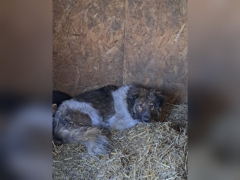 Romy - Hundeflüsterer gesucht