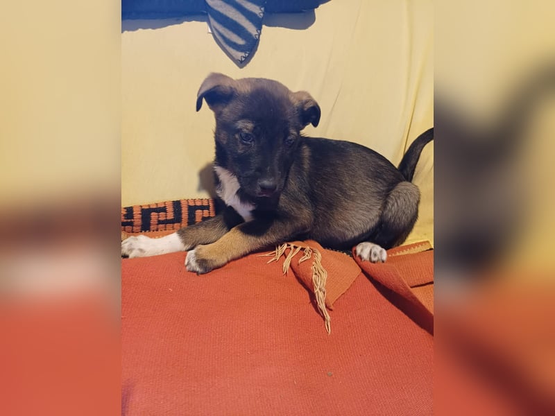 Journey - kleines Hundekind