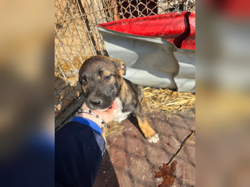 Journey - kleines Hundekind