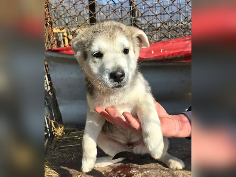 Chance - sooo niedlich ❤️