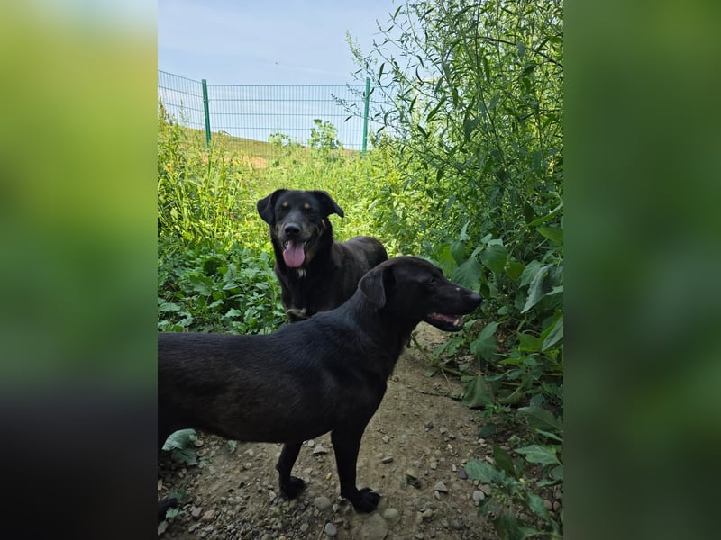 Stella - so menschenbezogen