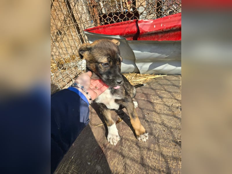 Journey - kleines Hundekind