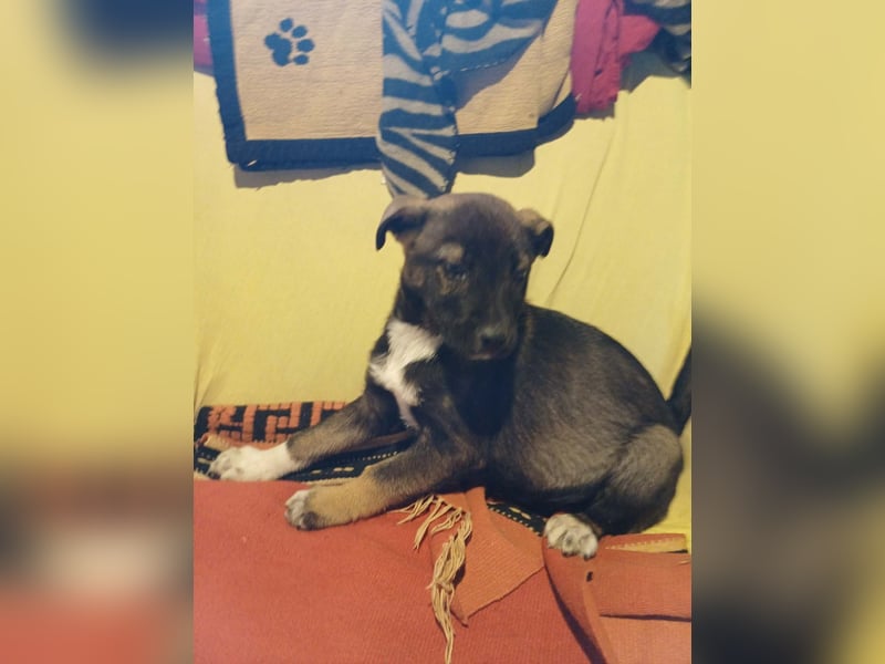 Journey - kleines Hundekind