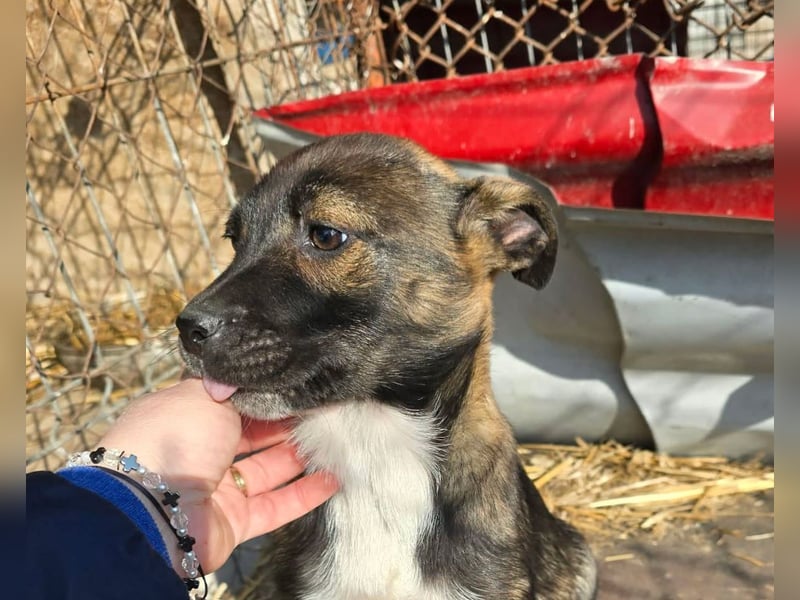 Journey - kleines Hundekind