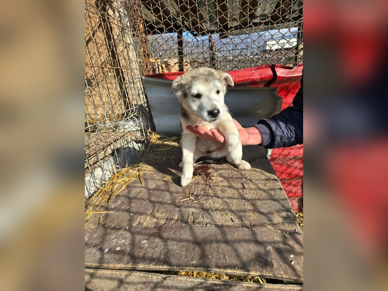 Chance - sooo niedlich ❤️