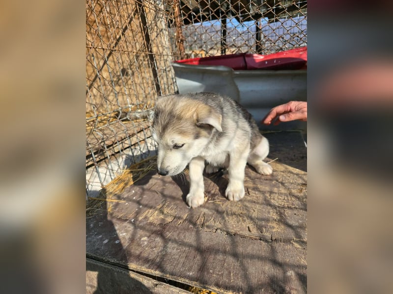 Chance - sooo niedlich ❤️