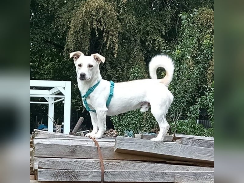 Kleiner Bodo sucht kuscheliges Körbchen