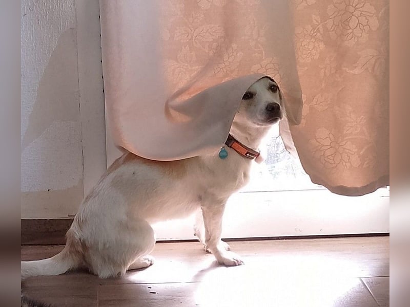 Kleiner Bodo sucht kuscheliges Körbchen