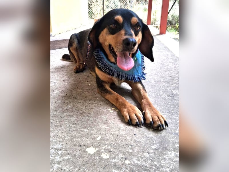 Rüde JACK sucht sein Zuhause