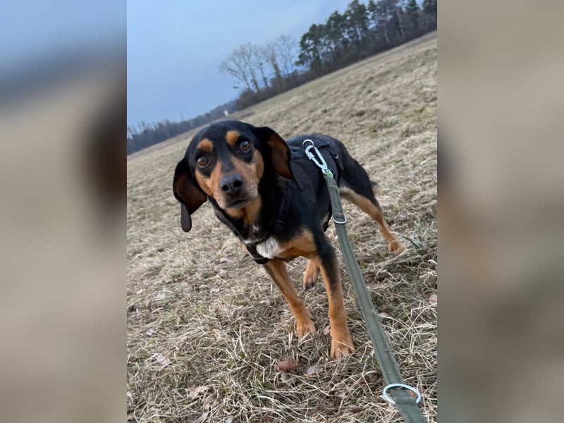 Rüde JACK sucht sein Zuhause