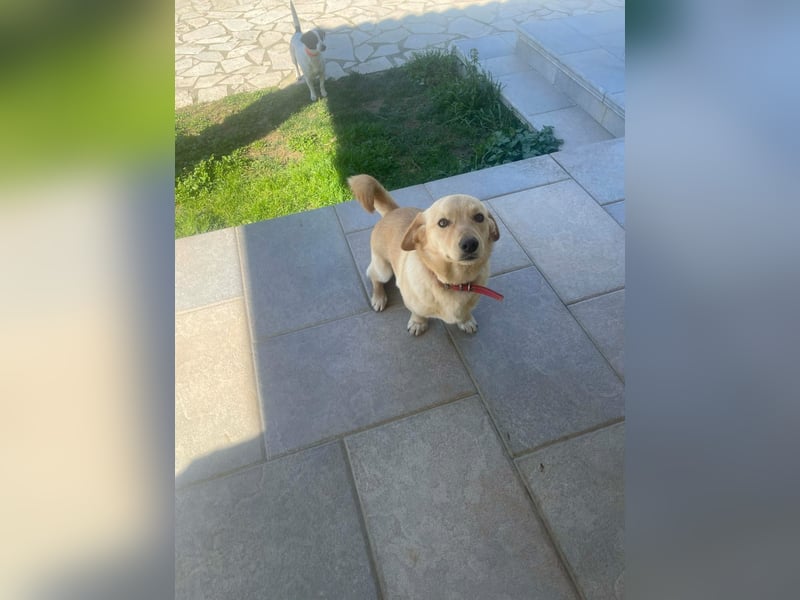 Rüde JERRY sucht sein Für-immer-Zuhause