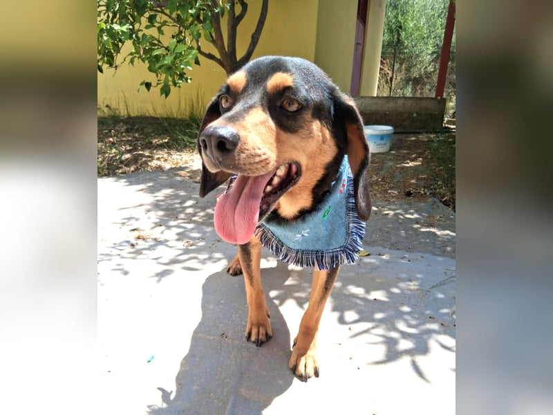 Rüde JACK sucht sein Zuhause