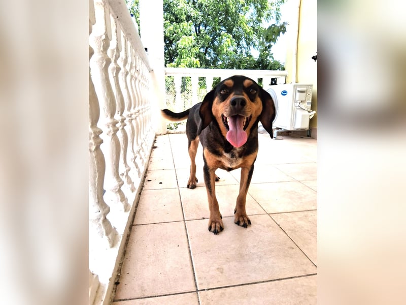 Rüde JACK sucht sein Zuhause