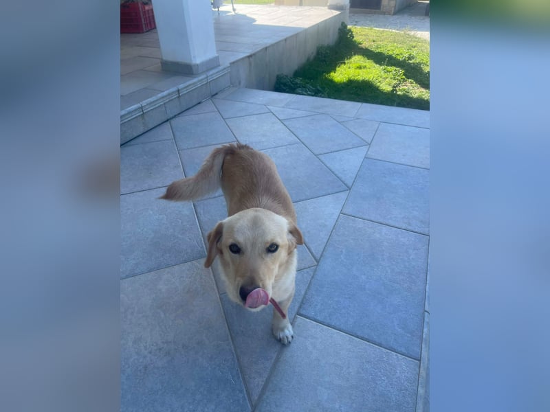 Rüde JERRY sucht sein Für-immer-Zuhause