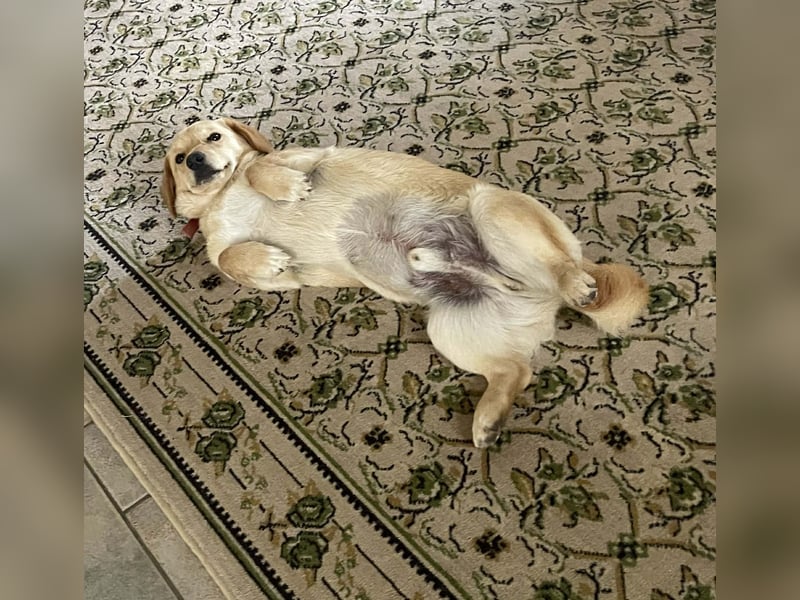 Rüde JERRY sucht sein Für-immer-Zuhause