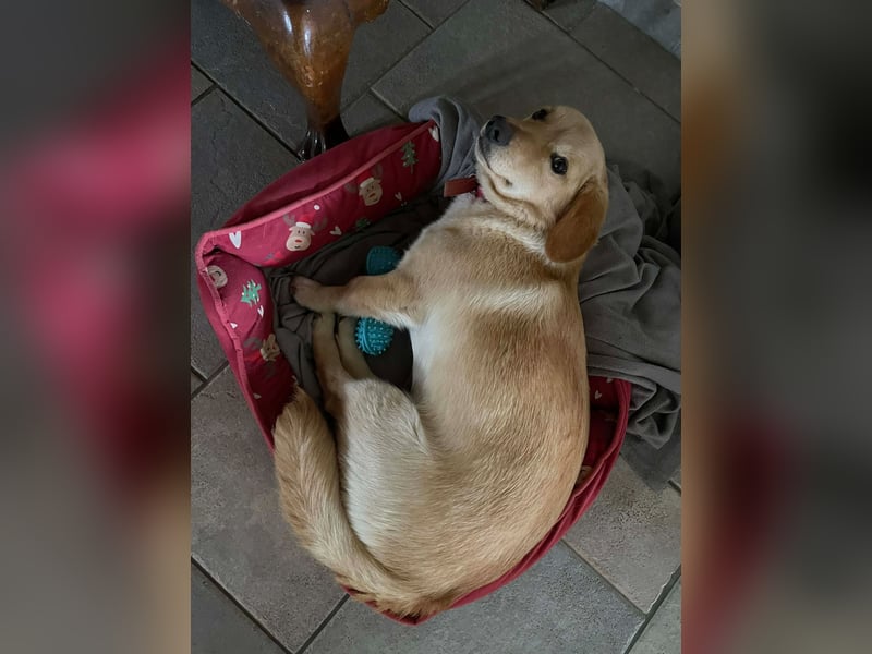 Rüde JERRY sucht sein Für-immer-Zuhause