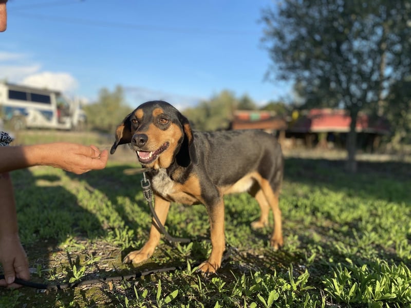 Rüde JACK sucht sein Zuhause