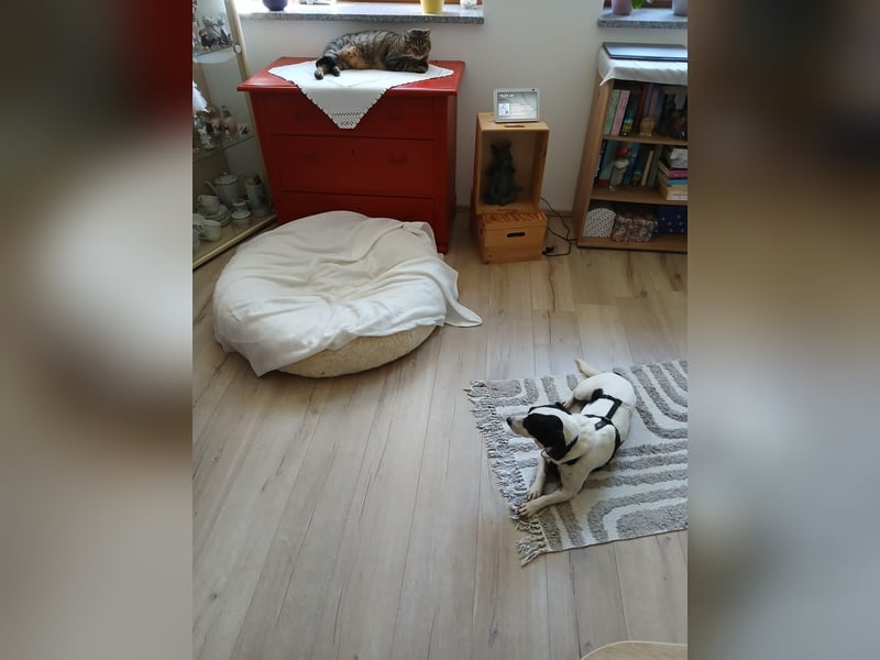 Hündin MAJA sucht Herzensmenschen