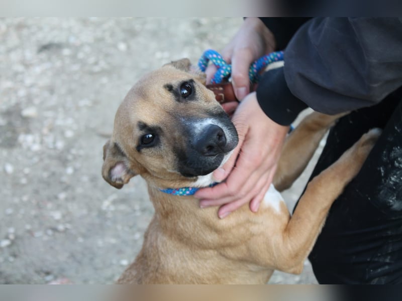 Lena, eine freundliche kleine Hündin