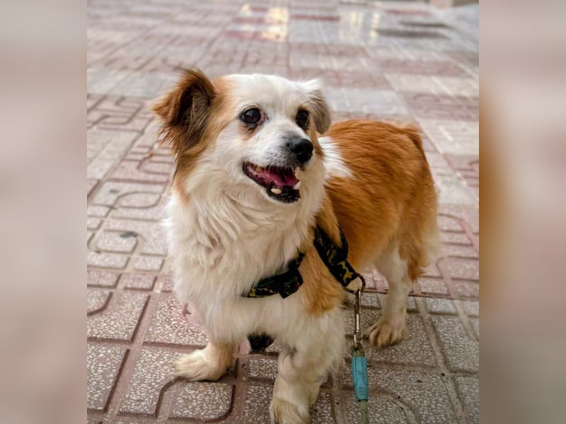 Lana ,kleine Herzenshündin mit fluffigen Öhrchen sucht dringend ihr Zuhause