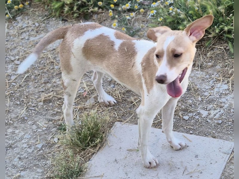 Lola - kleine Lachmaus  sucht ihr großes Glück