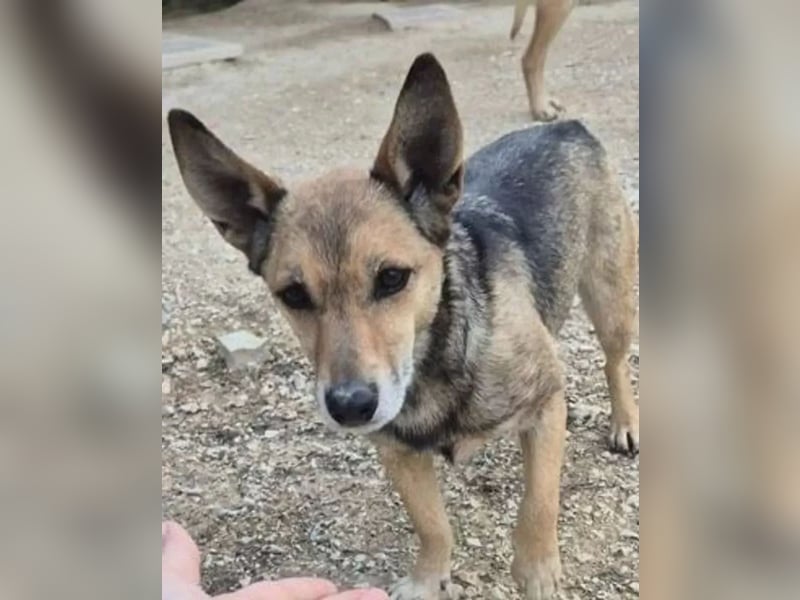 Leon, wartet seit 6 Jahren auf ein Zuhause Leon, wartet seit 6 Jahren auf ein Zuhause