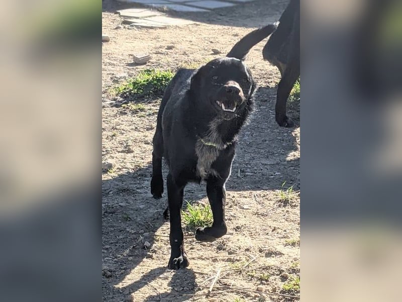Tuno, katzenverträglicher Sonnenschein sucht seinen Platz