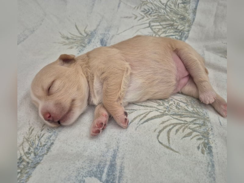 Wanda,Kleine Herzensbrecherin mit großem Mama-Herz sucht ihr Glück!