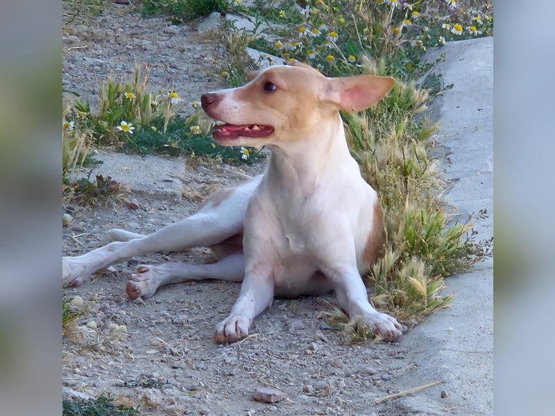 Lola - kleine Lachmaus  sucht ihr großes Glück